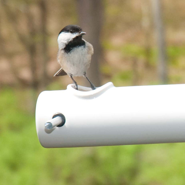 Help Protect The Birds