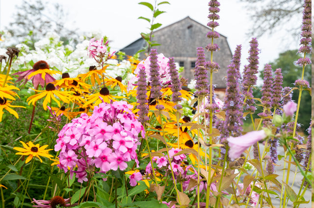 Feeling lucky to have a summer filled with flowers