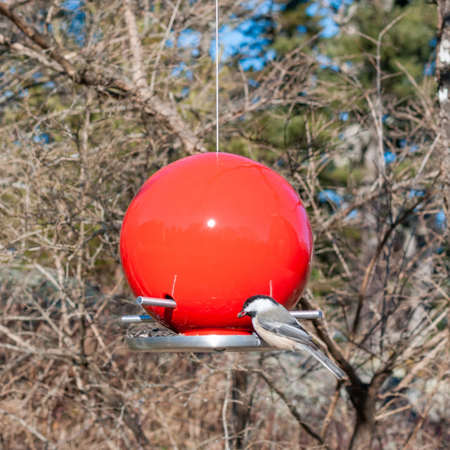 Pop Bird Feeders