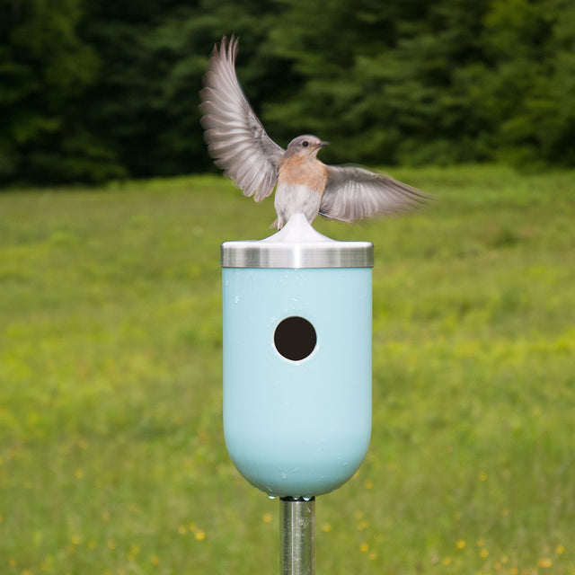 J Schatz Nut Bird House in Light Aqua with Bluebird