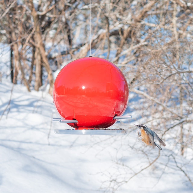 Pop Bird Feeders