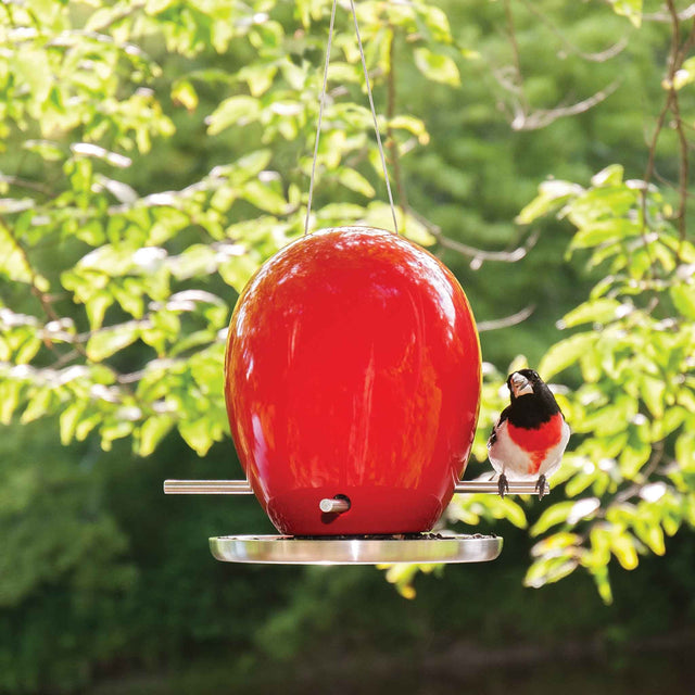Glossy red J Schatz Egg Bird Feeder hanging in a tree, with a rose-breasted grosbeak perched on its metal rod