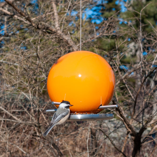 Pop Bird Feeders